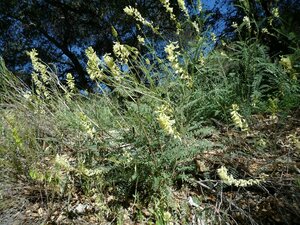 Astragalus trichopodus Plant